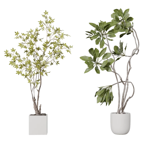 植物