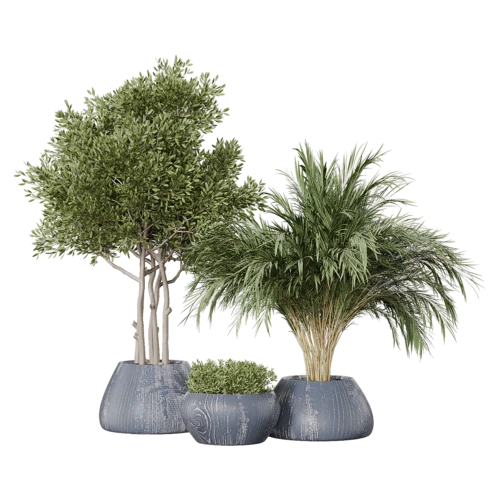 植物