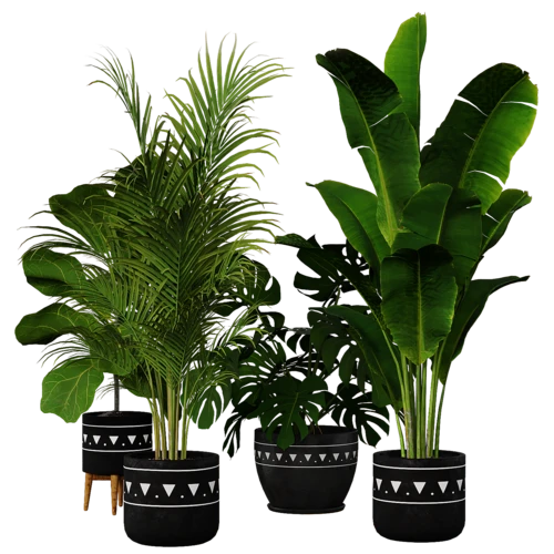 植物