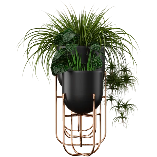 植物