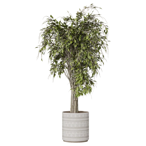 植物
