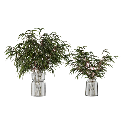 植物
