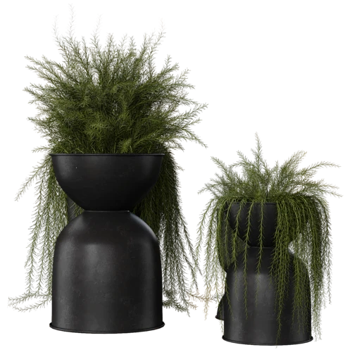 植物