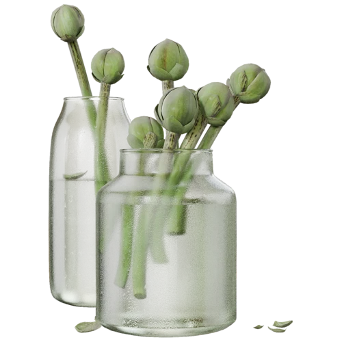 植物