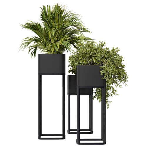 植物