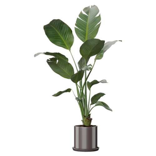 植物