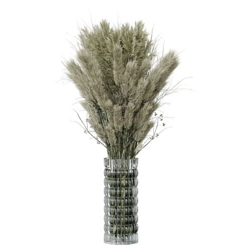 植物