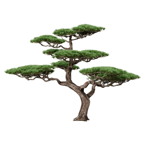 植物