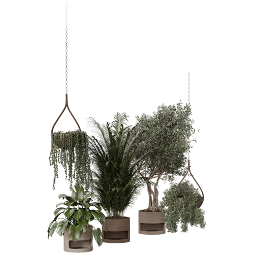 植物