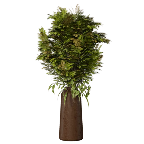 植物