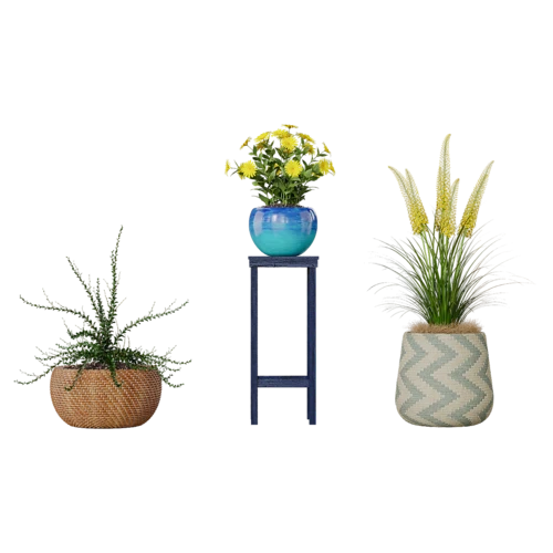 植物