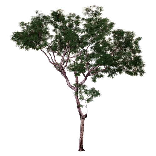 植物