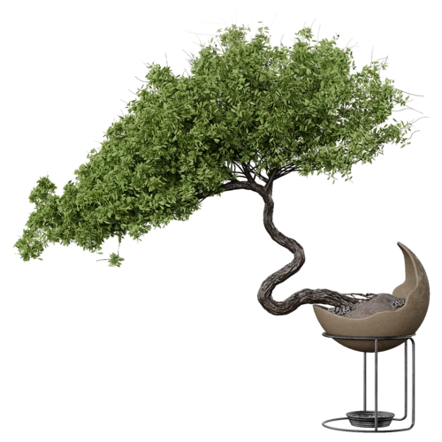 植物