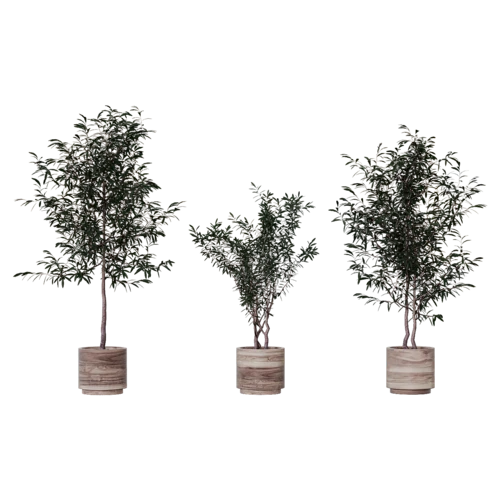 植物