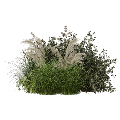 植物