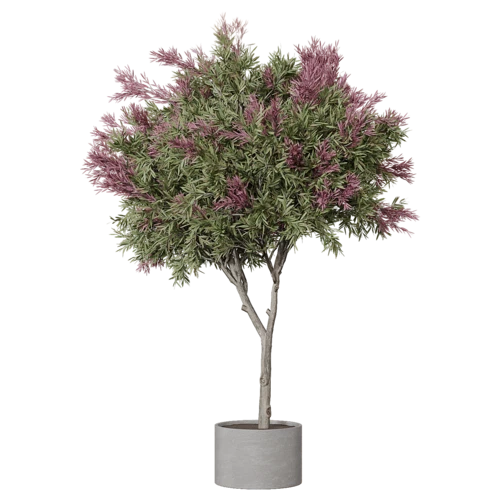 植物