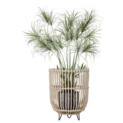 植物