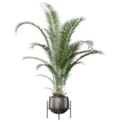 植物