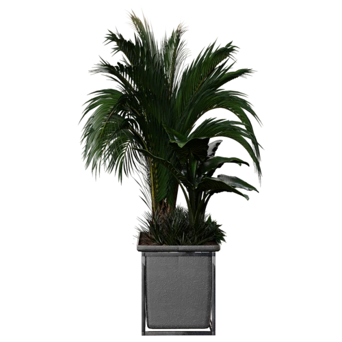 植物