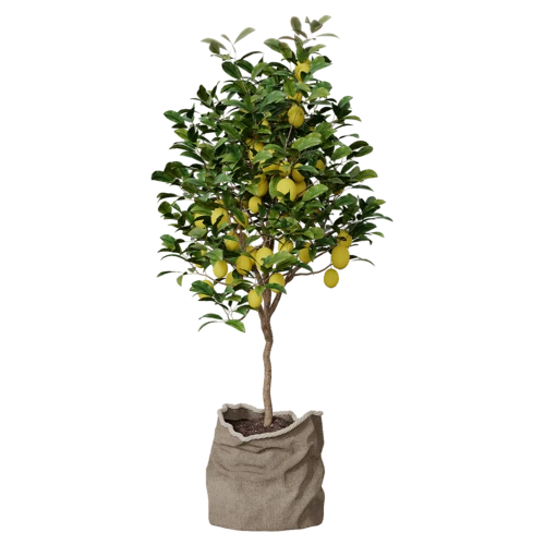 植物