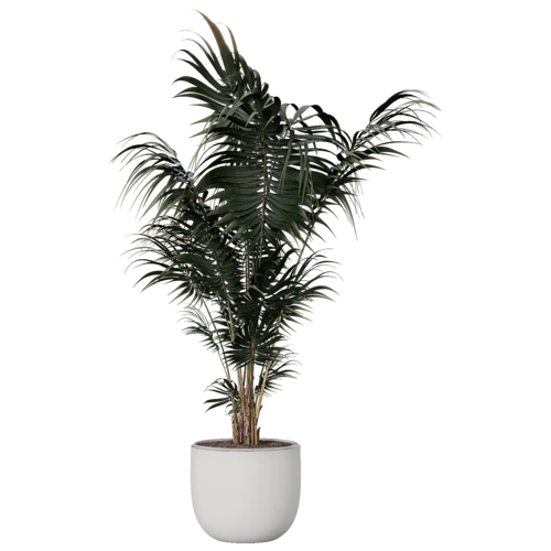 植物