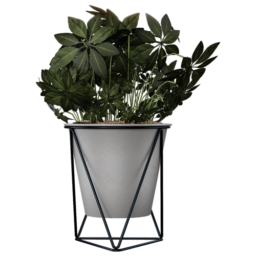 植物