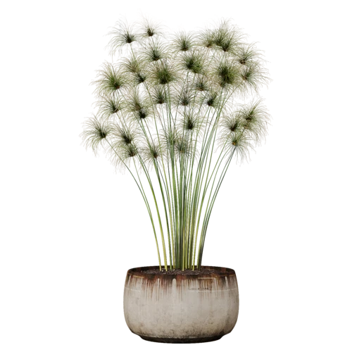 植物