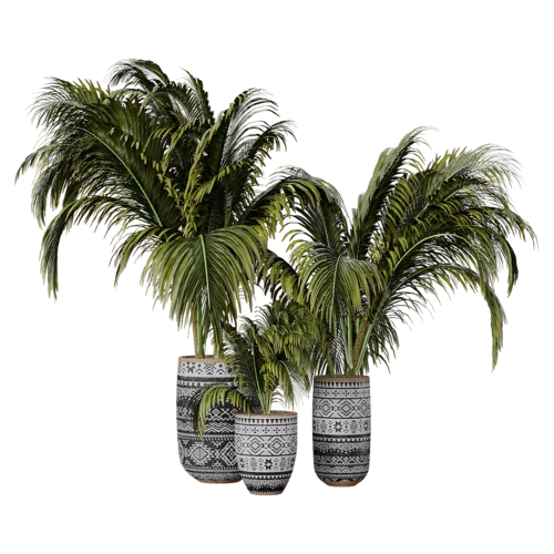 植物