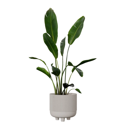 植物