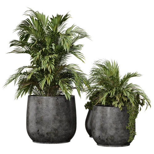 植物