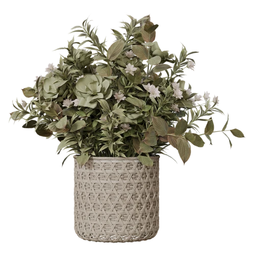 植物