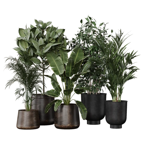 植物