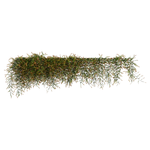 植物