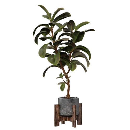 植物