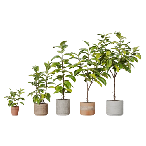 植物