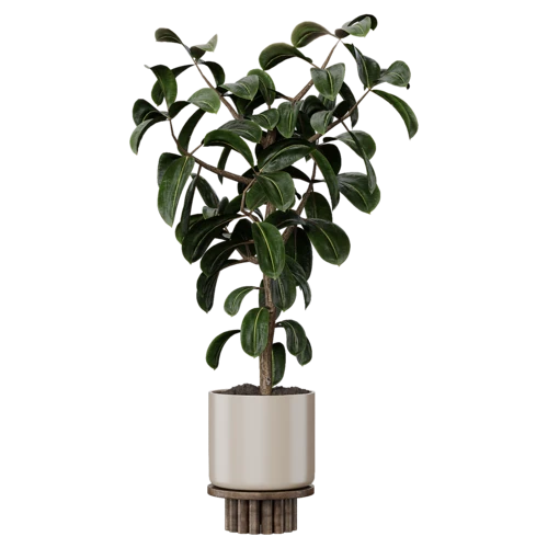 植物