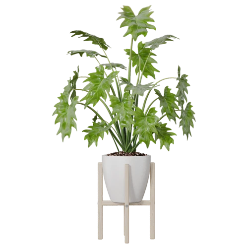植物