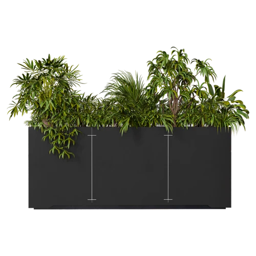 植物