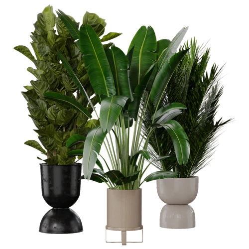 植物