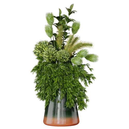 植物