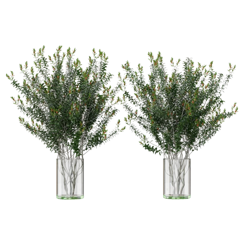 植物