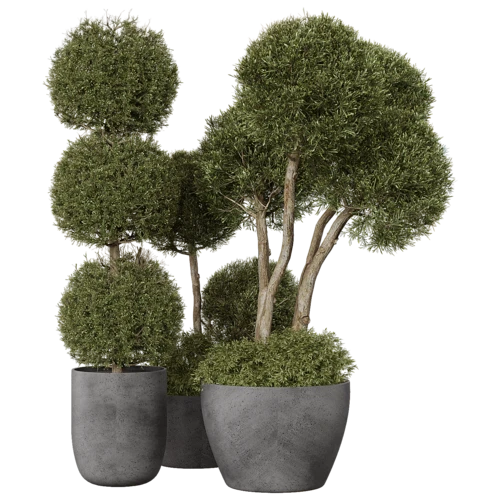 植物