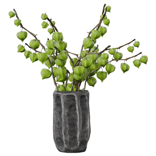 植物