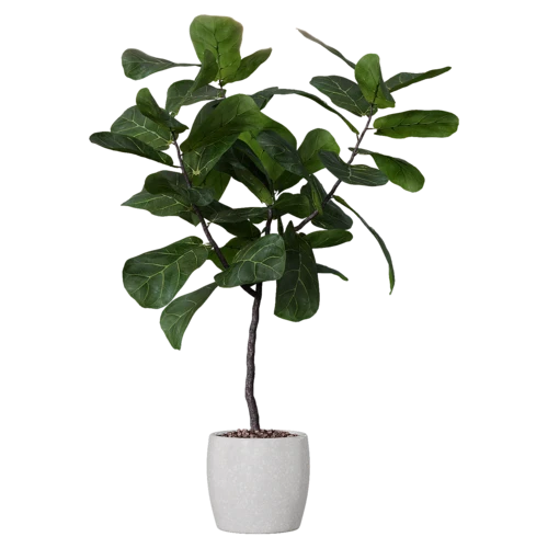 植物