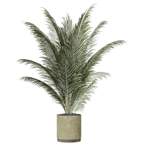 植物