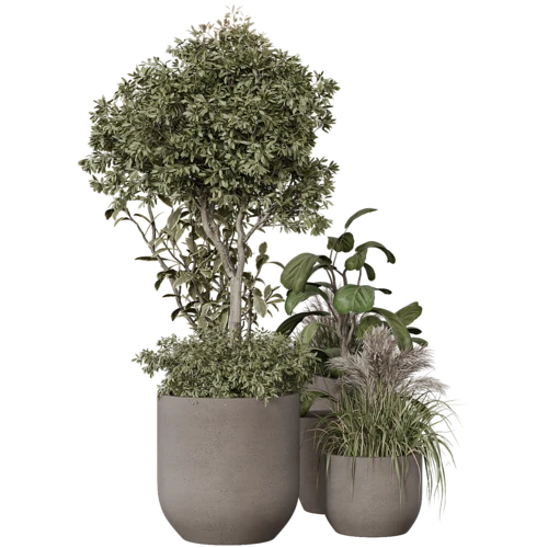 植物