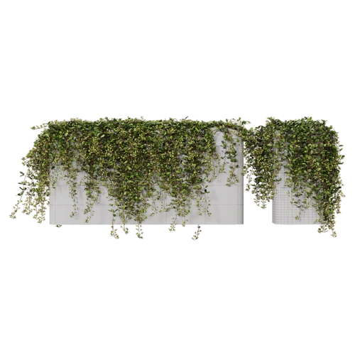 植物