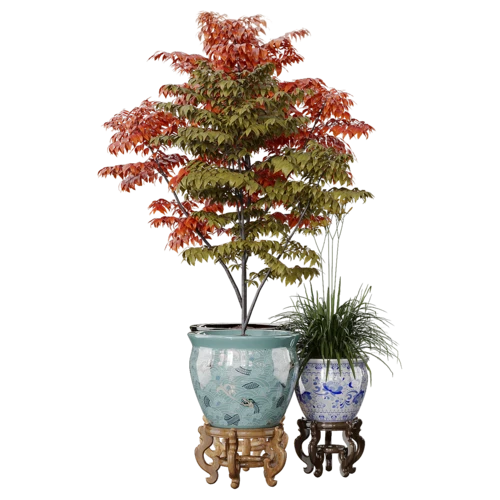 植物