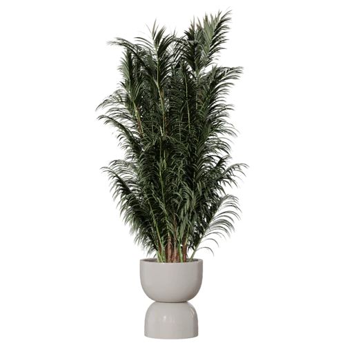 植物