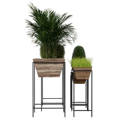 植物
